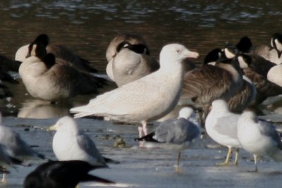 Glaucous Gull (first cycle, male)