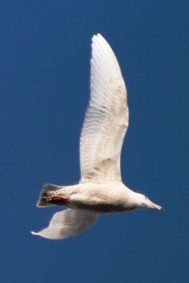 Glaucous Gull (first cycle, male, in flight)