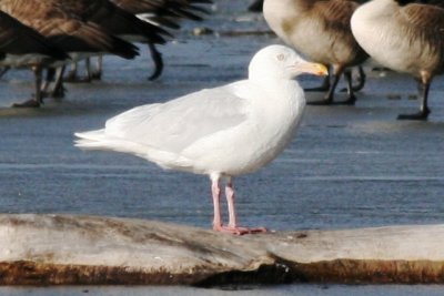 Glaucous Gull (3rd cycle, male)
