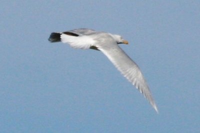 Glaucous Gull (3rd cycle, male, in flight)