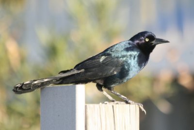 Boat-tailed Grackle (adult male, Atlantic form)