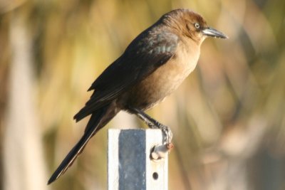 Boat-tailed Grackle (adult female Atlantic form)