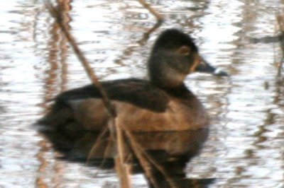 Ring-necked Duck (female)