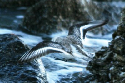 Sanderling (basic, in flight)
