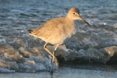 Willet (Eastern, basic)