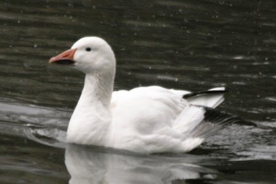 Snow Goose (adult Lesser white phase)
