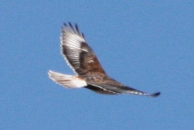 Ferruginous Hawk (adult in flight)