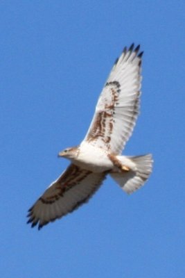 Ferruginous Hawk (adult in flight)