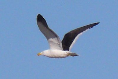 El Salvador Mystery Gulls