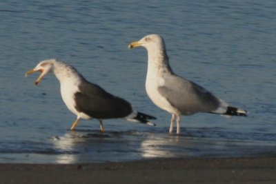 LBBG ad 02212009 GA NK B08.jpg