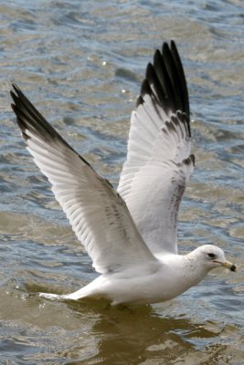 Ring-billed Gull (2nd cycle)