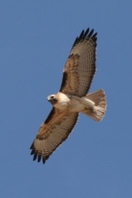 Red-tailed Hawk (adult Eastern in flight)