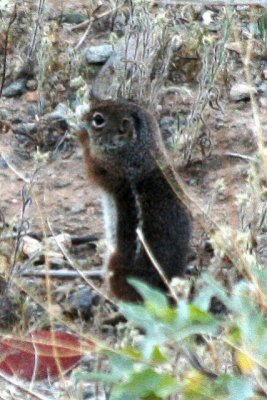 Arizona Ground Squirrel