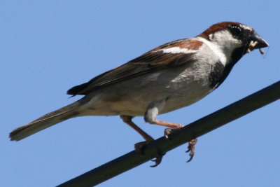House Sparrow (adult male, alternate)
