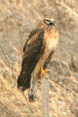 Northern Harrier (1st cycle female molting)