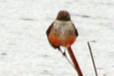 Vermilion Flycatcher (adult female)
