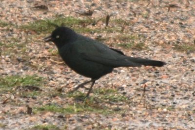 Rusty Blackbird (male alternate)