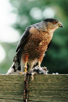 Cooper's Hawk (adult male)