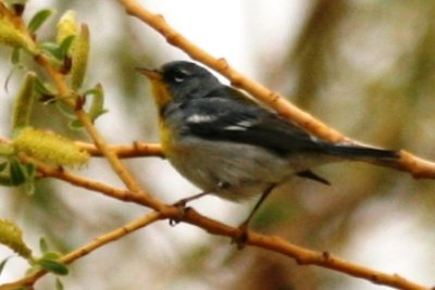 Northern Parula (alternate male)
