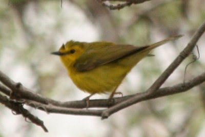 Hooded Warbler (female)