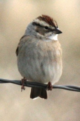 Chipping Sparrow (first spring)