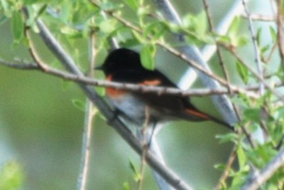 American Redstart (alternate male)