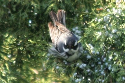 Black-throated Gray Warbler (female)