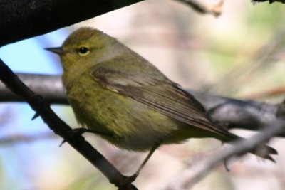 Orange-crowned Warbler (spring)