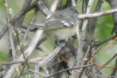 Vireo 05102009 Larimer County CO NK 1.jpg