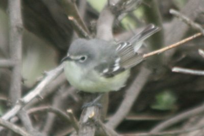 Vireo 05102009 Larimer County CO NK 4.jpg