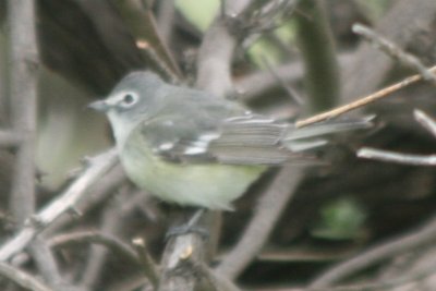 Vireo 05102009 Larimer County CO NK 5.jpg