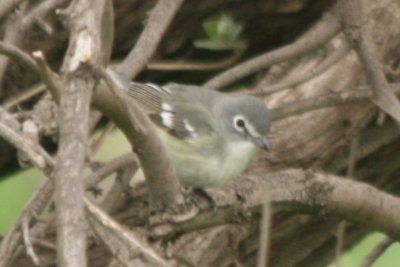 Vireo 05102009 Larimer County CO NK 6.jpg