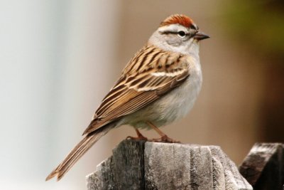 Chipping Sparrow (alternate)