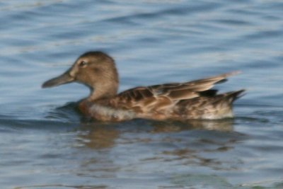 Cinnamon Teal (adult female)