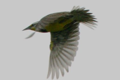 Western Meadowlark (in flight)