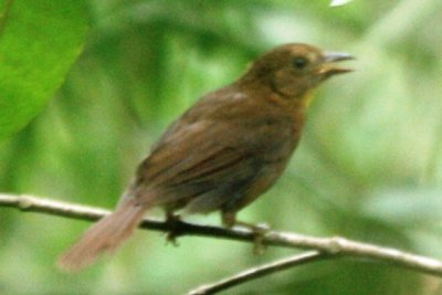 Red-throated Ant-Tanager (female)