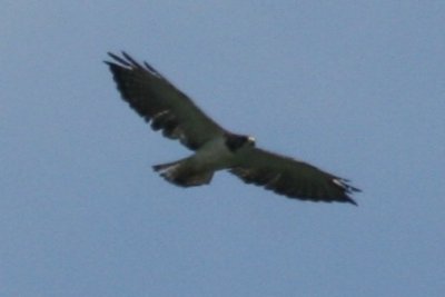 Short-tailed Hawk (light phase)