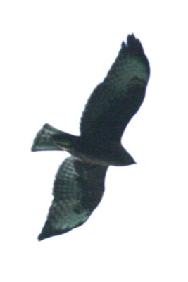 Short-tailed Hawk (dark phase)