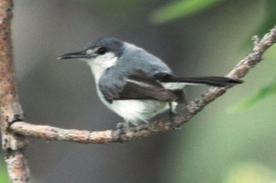 White-lored Gnatcatcher (male, molting into basic plumage)