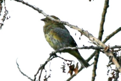Western Tanager (juv)