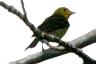 Western Tanager (basic male)