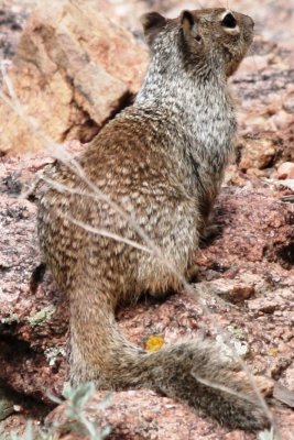 Rock Squirrel (Colorado)