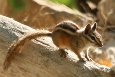 Chipmunk (Colorado)