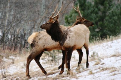 Elk - bulls (Colorado)