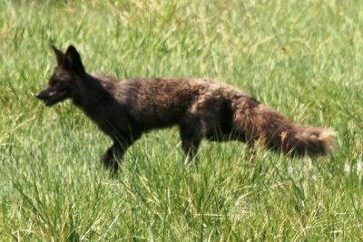 Red Fox - black morph (Colorado)
