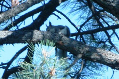 Tassle-eared (Abert's) Squirrel - gray (Colorado)