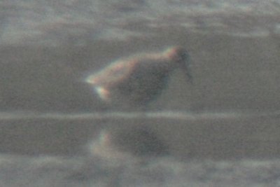 Red Knot in Larimer County, Colorado, September 2009