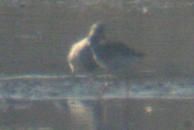 REKN ad molting to basic 9052009 Larimer CO NK 2.jpg