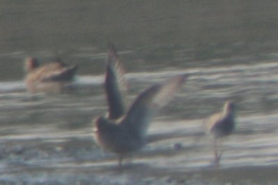 REKN ad molting to basic 9052009 Larimer CO NK 4.jpg