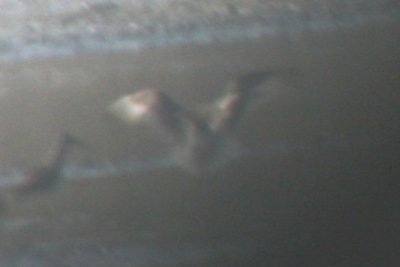 REKN ad molting to basic 9052009 Larimer CO NK 6.jpg